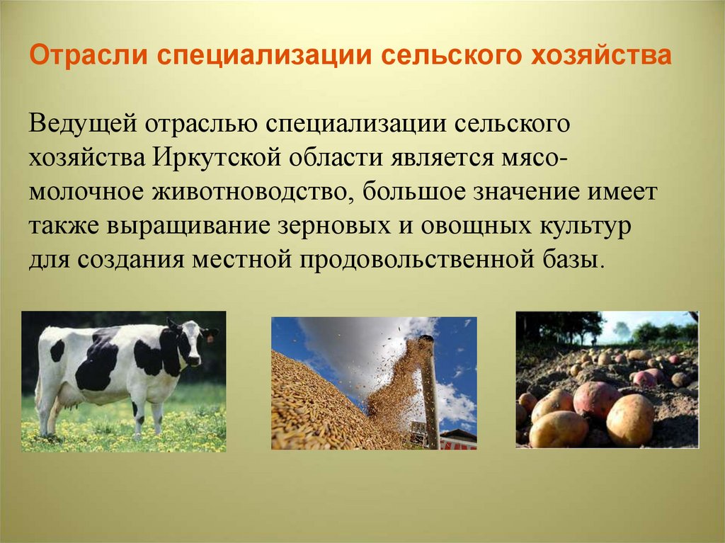 Что относится к народному хозяйству. Отрасли сельского хозяйства. Животноводство в Иркутской области. Отрасли специализации сельского хозяйства. Промышленность сельское хозяйство скотоводство.