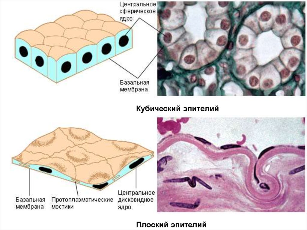 Эпителиальной клеткой является. Эпителий соединительная ткань. Строение эпителиальной клетки. Эпителиальная ткань ядро. Эпит ткань.