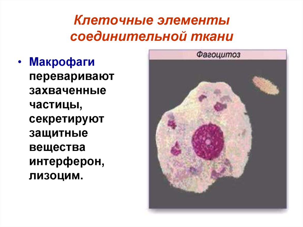Макрофаги в тканях. Макрофаги соединительной ткани. Макрофаг в рыхлой соединительной ткани. Клеточные элементы соединительной ткани. Клеточные элементы соединительной ткани макрофаги.