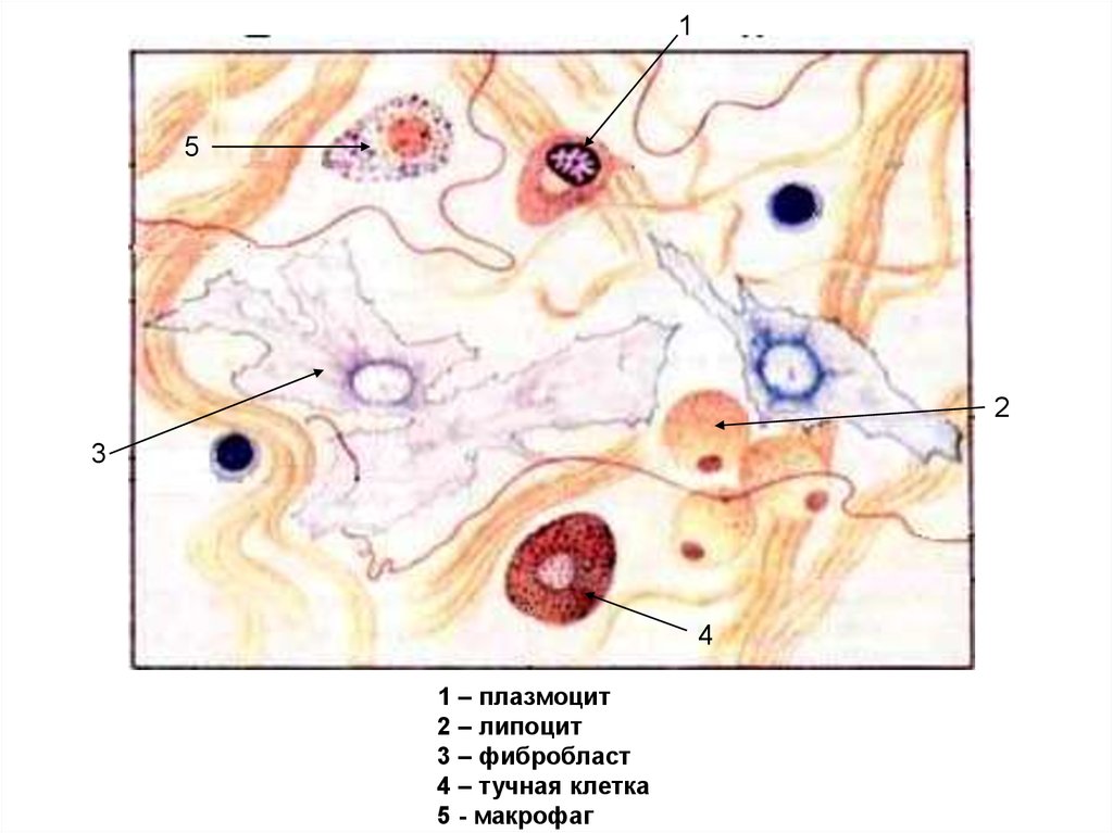 Липоциты. Схема фибробласта плазмоцита и макрофага. Плазмоциты в соединительной ткани. Фибробласты соединительной ткани. Липоцитов; соединительной ткани.