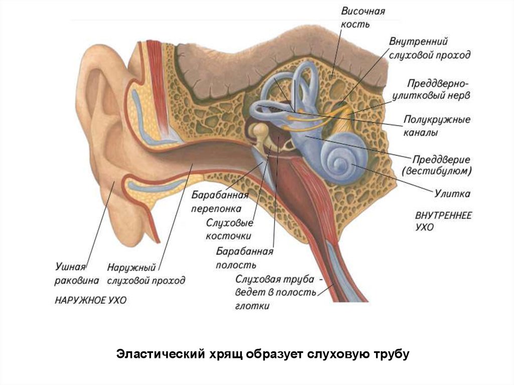 Барабанной перепонкой и внутренним ухом. Слуховой анализатор 8 класс вестибулярный аппарат. Структуры уха и вестибулярного аппарата. Строение уха биология. Строение уха человека вестибулярный аппарат.