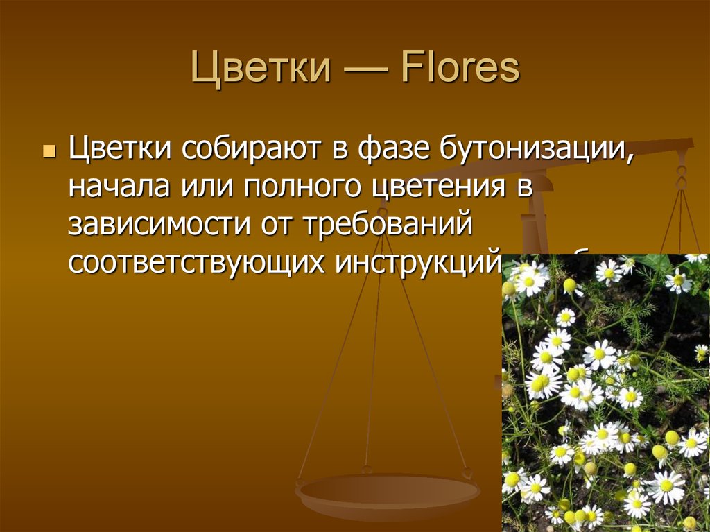 Цветки — Flores