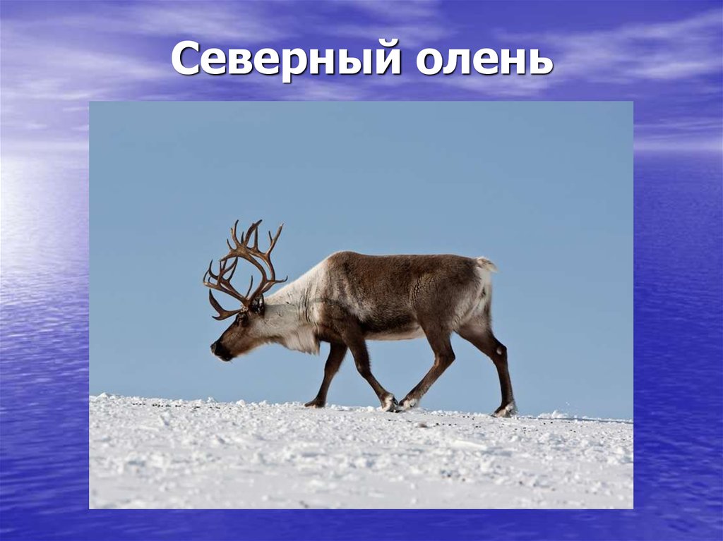 На каком материке северный олень. Северный олень. Животные Арктики олень. Северный олень презентация. Северный олень надпись.