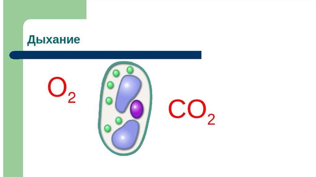 Тест дыхание клетки. Клеточное дыхание схема 6 класс. Дыхание клетки 6 класс. Процесс дыхания клетки 5 класс. Клеточное дыхание это 6 класс.