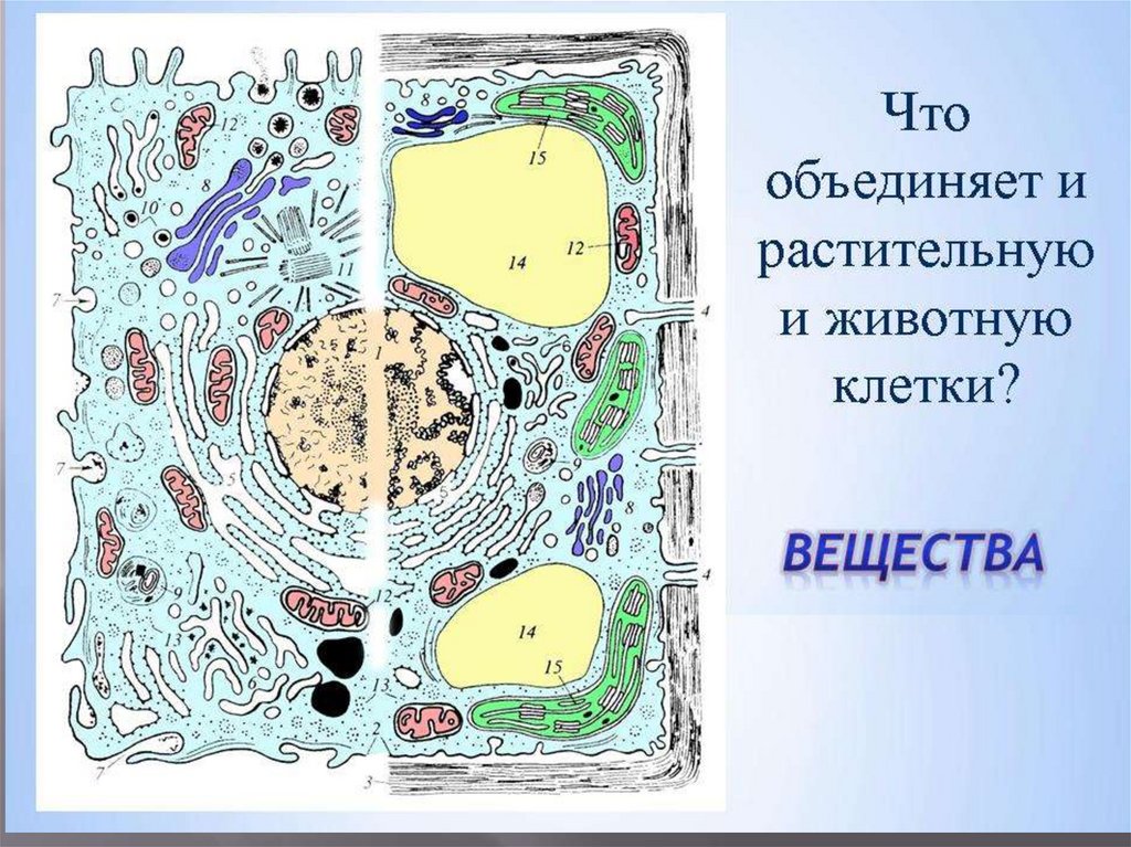 Строение клетки презентация 10 класс профильный уровень