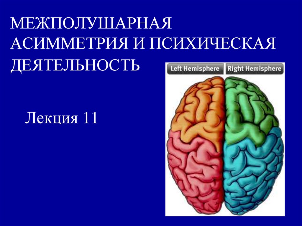 Реферат: Асимметрия мозга и ее влияние на профессиональную деятельность