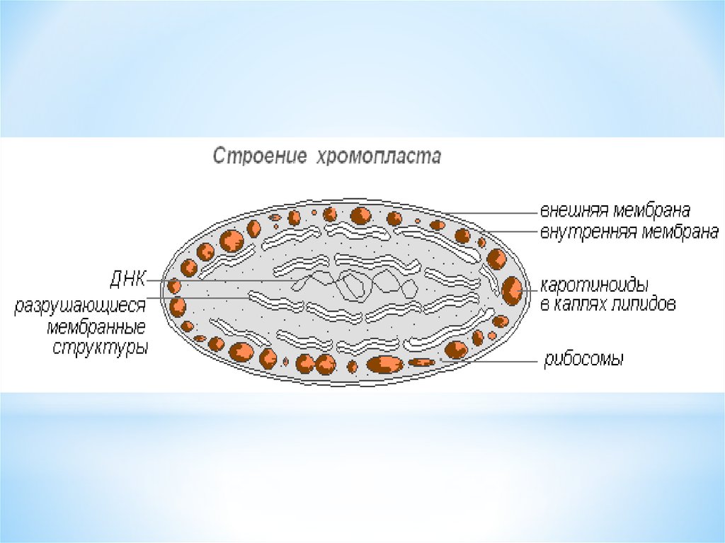 Наличие толстой клеточной оболочки пластид г и структуры обозначенной на рисунке буквой а впр