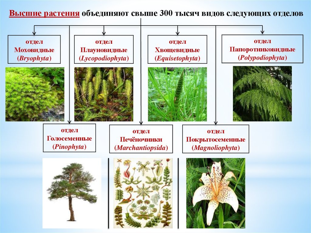 Высшие растения примеры названия. Высшие растения. Представители растений. Отдеоывысших растений. Высшие растения подразделяют на.