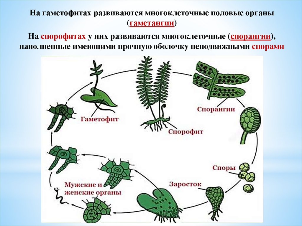 Гаметофит хвоща. Гаметангии высших растений. Спорофит и гаметофит у растений. Эволюция гаметофита и спорофита.