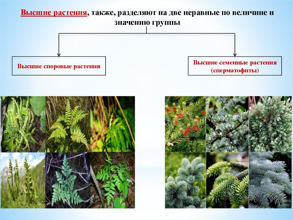 Семенные растения примеры организмов. Низшие высшие споровые семенные растения. Высшие споровые растения. Высшие и высшие растения. Высшие растения споровые и семенные.