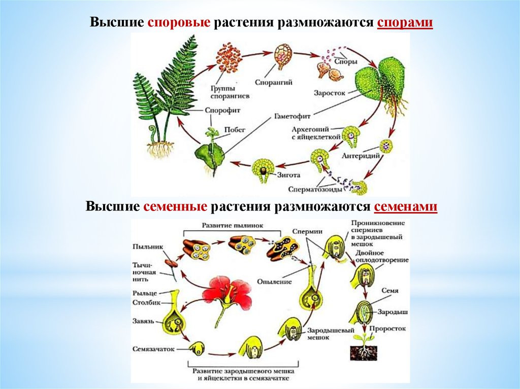 Пример процесса иллюстрирующего размножение у растений. Споровое размножение семенное размножение. Размножение споровых растений таблица.