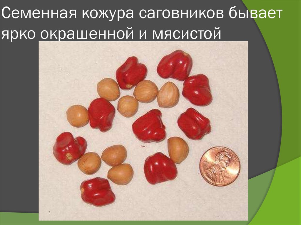 Семенная кожура. Роль семенной кожуры. Происхождение семенной кожуры. Выросты семенной кожуры.