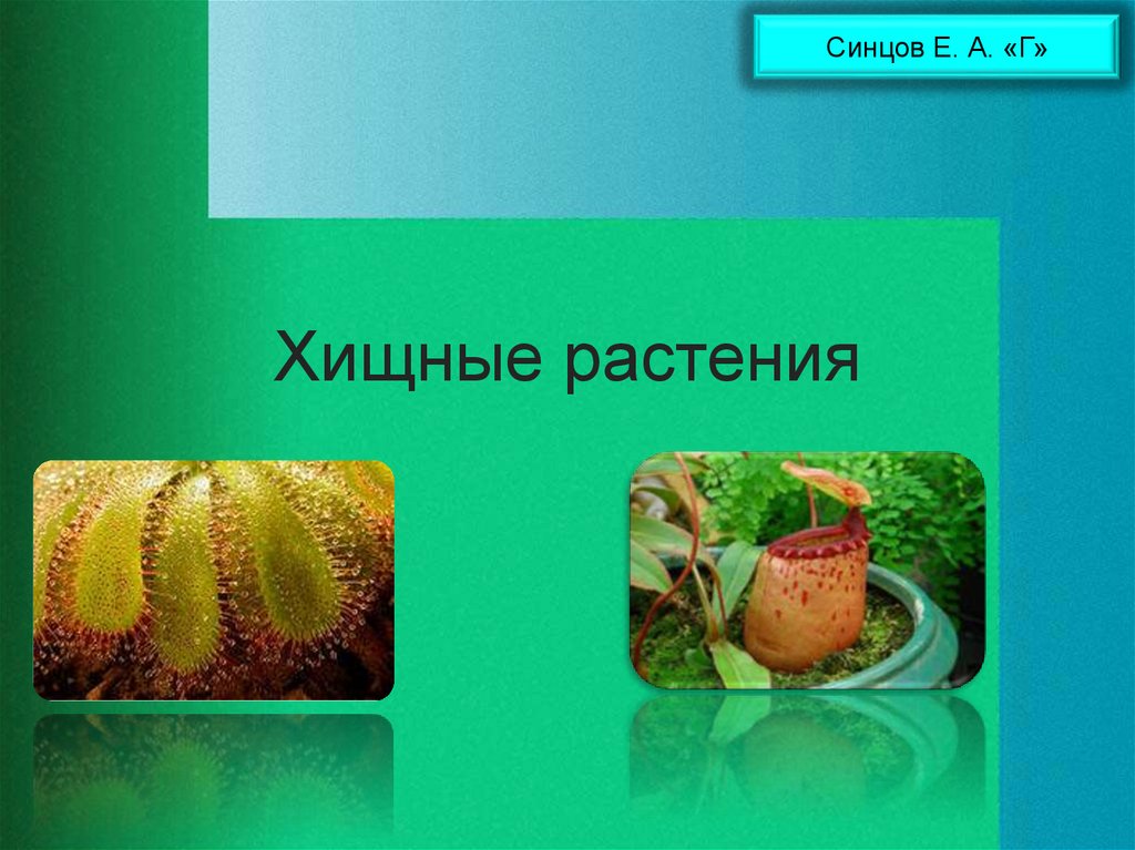 Проект хищные растения