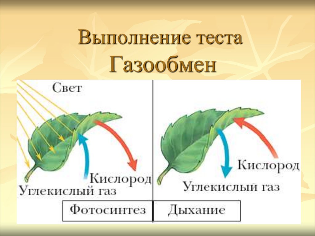 Составьте схему фотосинтеза. Как происходит газообмен у растений. Схема фотосинтеза у растений биология. Схема дыхания растений 6 класс биология. Газообмен у растений 6 класс.