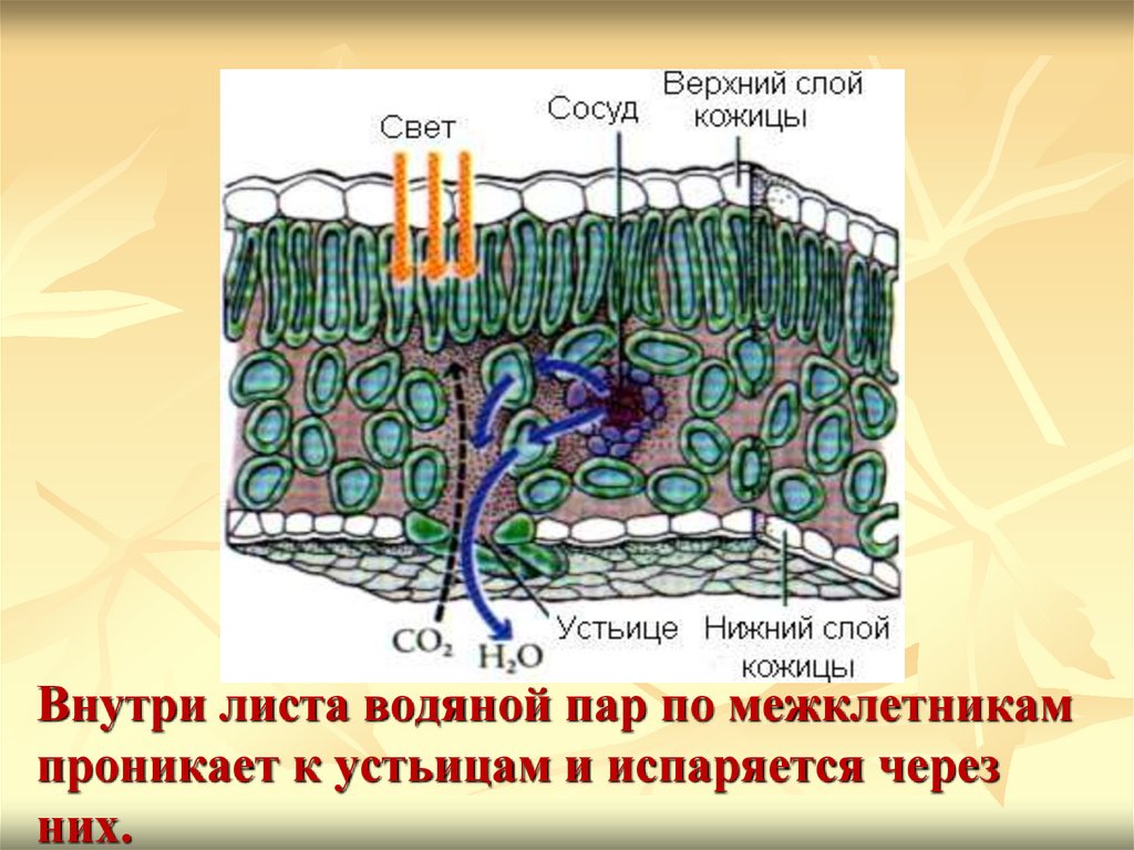 Какой цифрой на рисунке обозначена часть листа через которую внутрь листа проникают пары воды