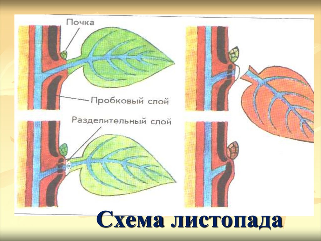 Тест испарение воды листопад