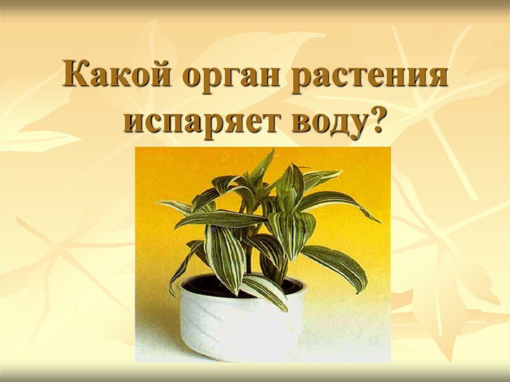 Испарение воды растениями листопад 6 класс презентация