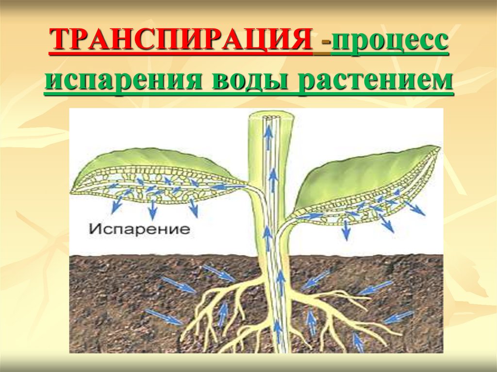 Растительный организм и его особенности 9. Транспирация испарение воды. Кутикулярная транспирация растений. Устьичная транспирация растений. Схема транспирации растений.