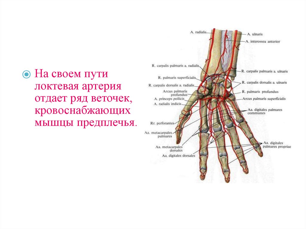 Montagem vozes profundus. Проекция локтевой артерии. Артерия interossea communis. Проекция лучевой артерии. Arcus Palmaris Profundus образована.