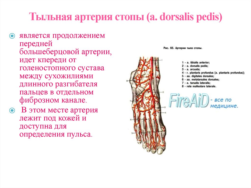 Основные артерии стопы. Тыльная артерия стопы топография. Кровоснабжение голеностопного сустава схема. Артерия тыла стопы анатомия. Послойная топография тыла стопы.