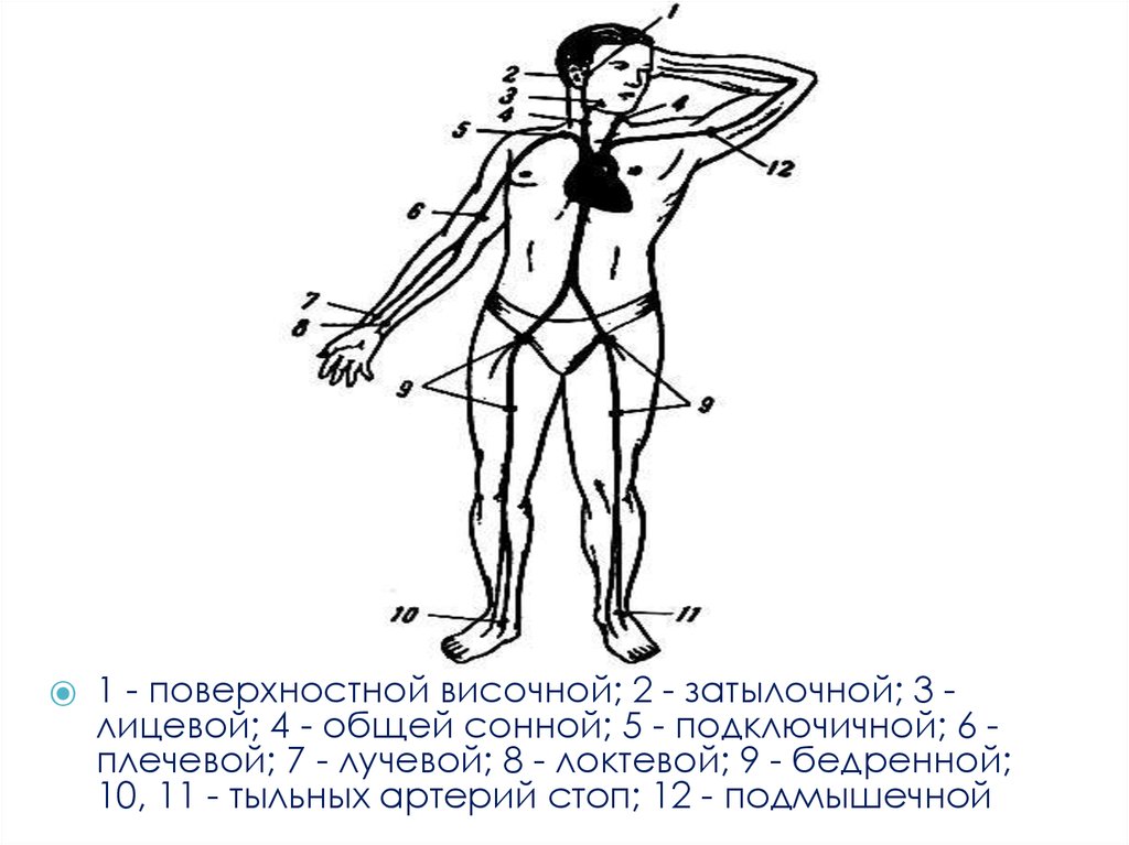 Покажите на рисунке из учебного пособия точки прижатия важнейших артерий сонной