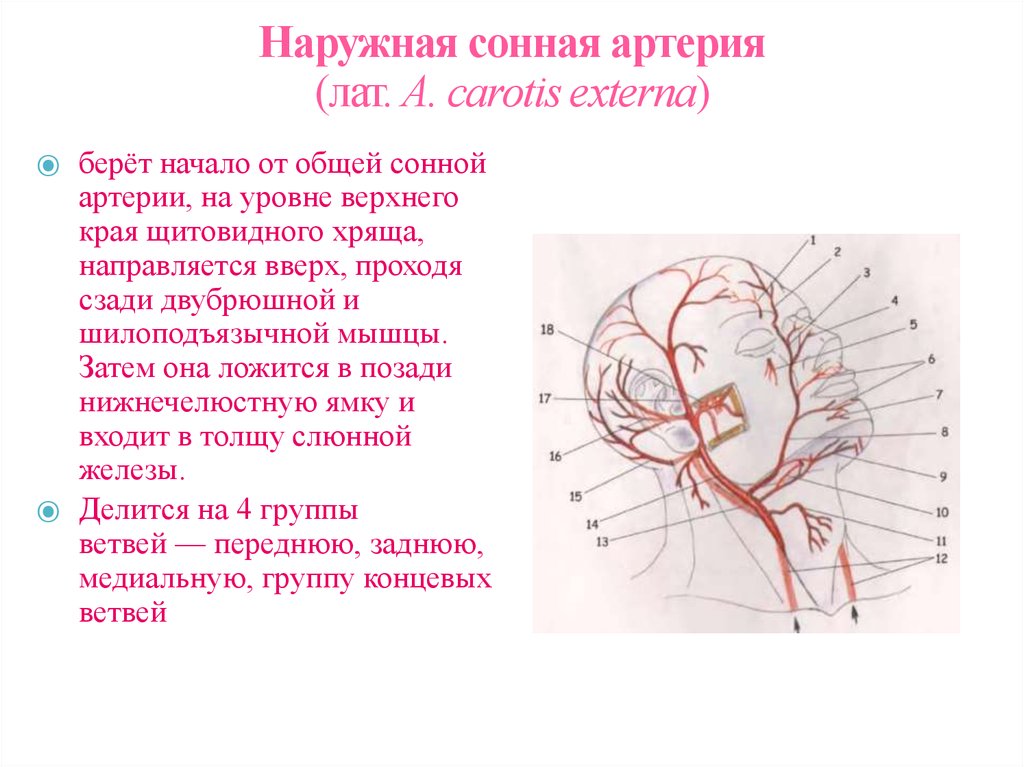 Сонные артерии на лице. Наружная Сонная артерия кровоснабжает. Наружная Сонная артерия топография. Топографическая анатомия наружной сонной артерии. Наружная Сонная артерия анатомия ветви.