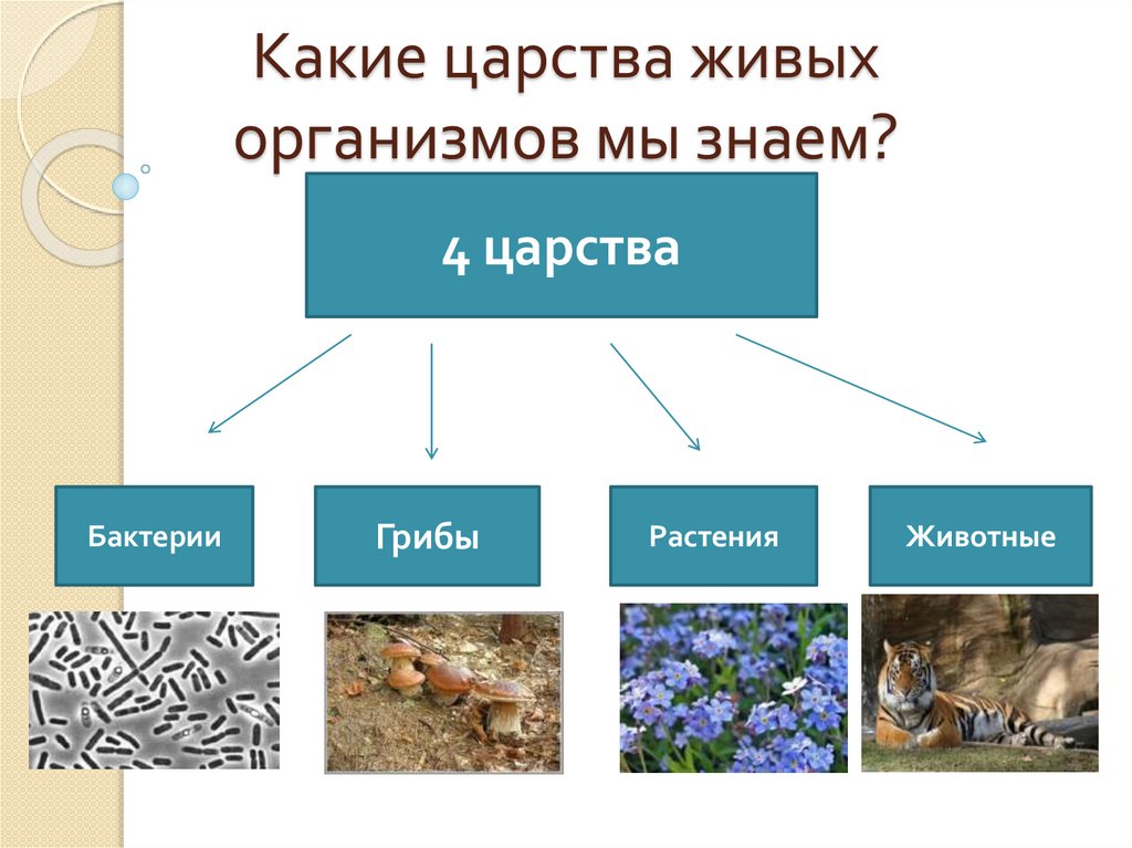 Презентация по биологии 5 класс царства живой природы