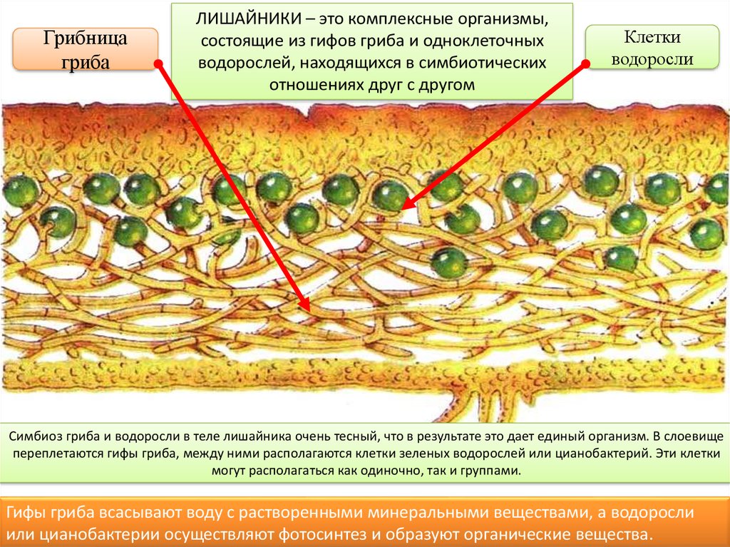 Взаимоотношения гриба и водоросли. Клетки водоросли грибница. Схема строение лишайника клетки водоросли грибница гриба. Лишайник биология строение. Строение лишайника 7 класс биология.