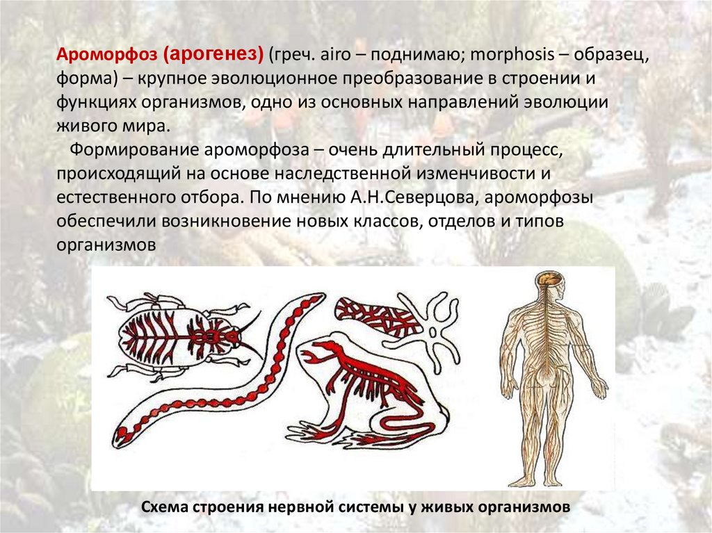 Определите по рисунку направления эволюции. Направления эволюции. Арогенез. Основные направления эволюции. Формы направленной эволюции презентация 11 класс.