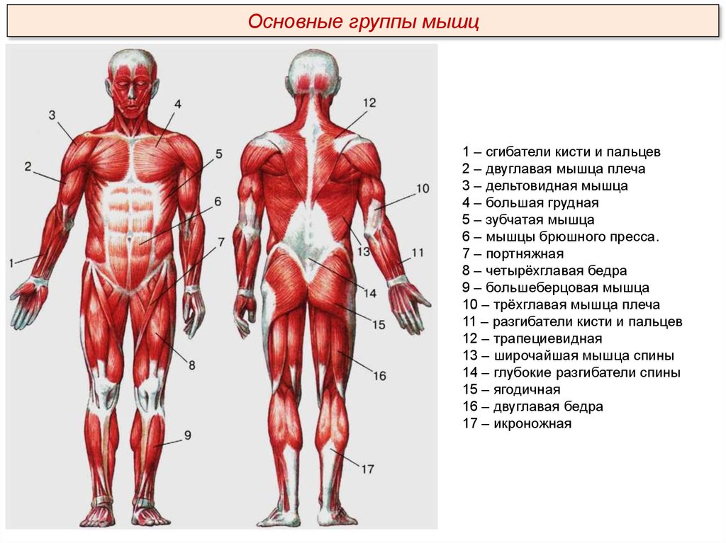 Выбери какая мышца на рисунке отмечена цифрой 4