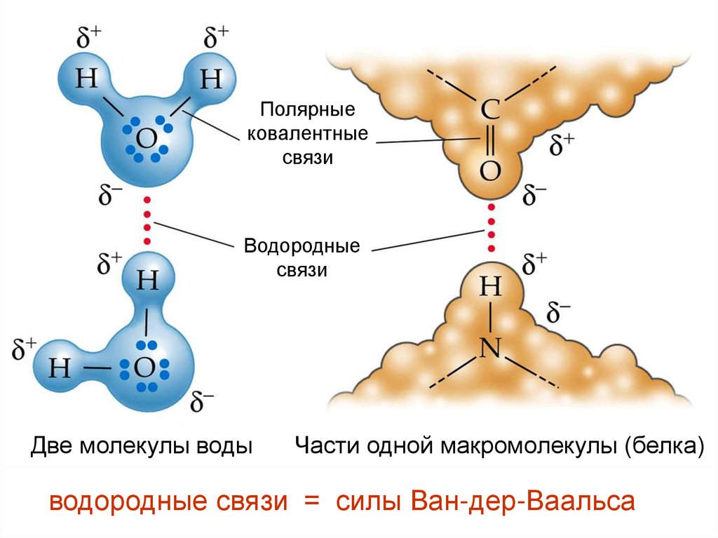 Ковалентная полярная связь воды схема