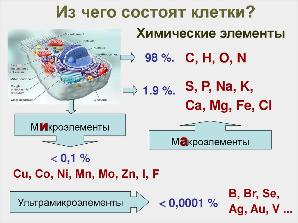 Ультрамикроэлементы. Клетка состоит из молекул. Из чего состоит 15. Из чего состоит 50.