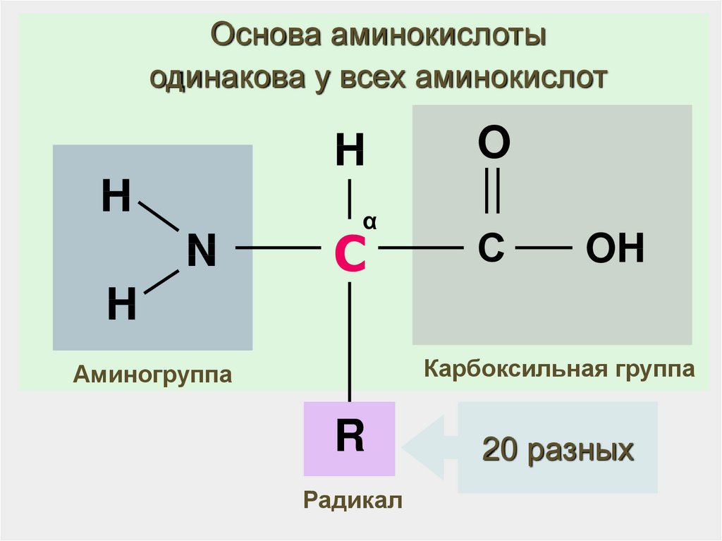 Строение аминокислоты схема