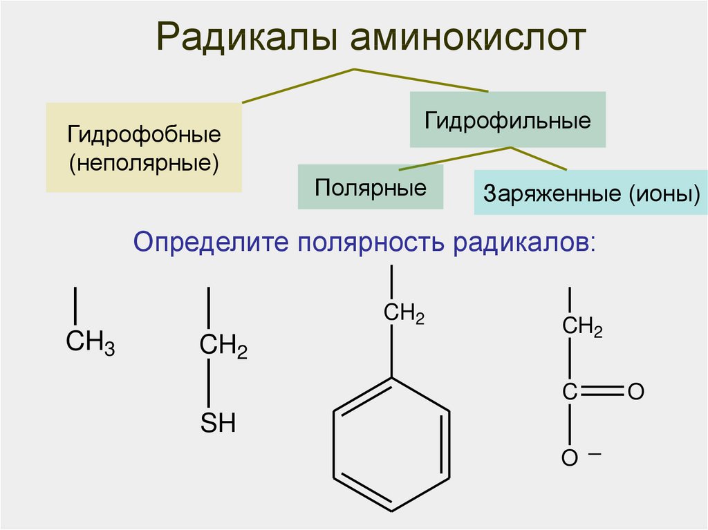 Радикал. Гидрофильные радикалы аминокислот. Аминокислоты с неполярными радикалами. Неполярная гидрофобная группа аминокислот. Гидрофильные и гидрофобные радикалы аминокислот.