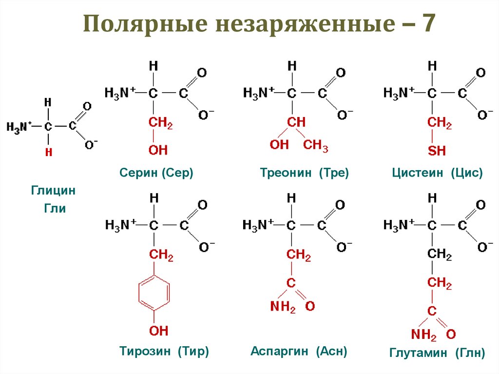 Изобразите схему образования биполярных ионов на примере аланина серина