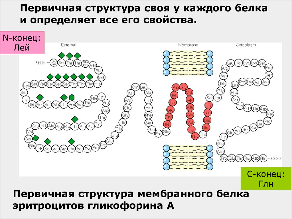 Первичную структуру белков определяет. Первичная структура белка определяет его. Что определяет первичную структуру белка. Первичная структура белка n-конец. Строение белка n и с концы.