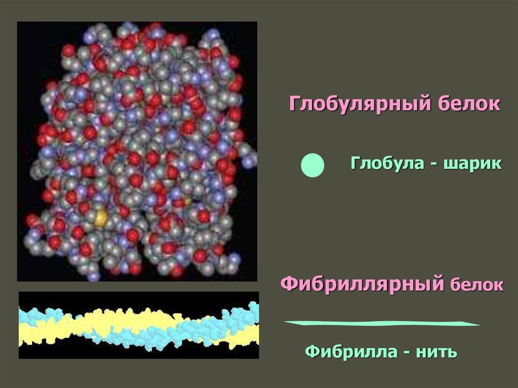 Глобулярные белки. Глобула. Глобулярный белок. Белковая глобула. Глобула и фибрилла.