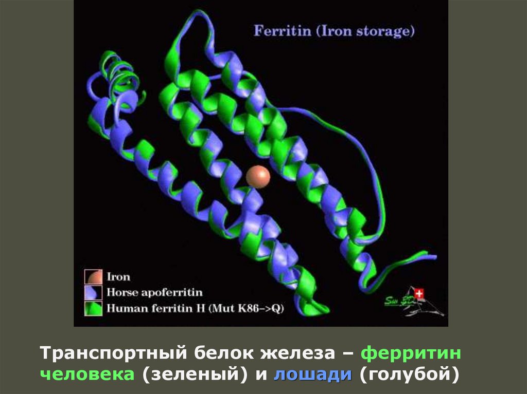 Белок железа. Транспортный белок железа. Биологическая роль металлопротеинов. Железосодержащие белки. Представители металлопротеидов.