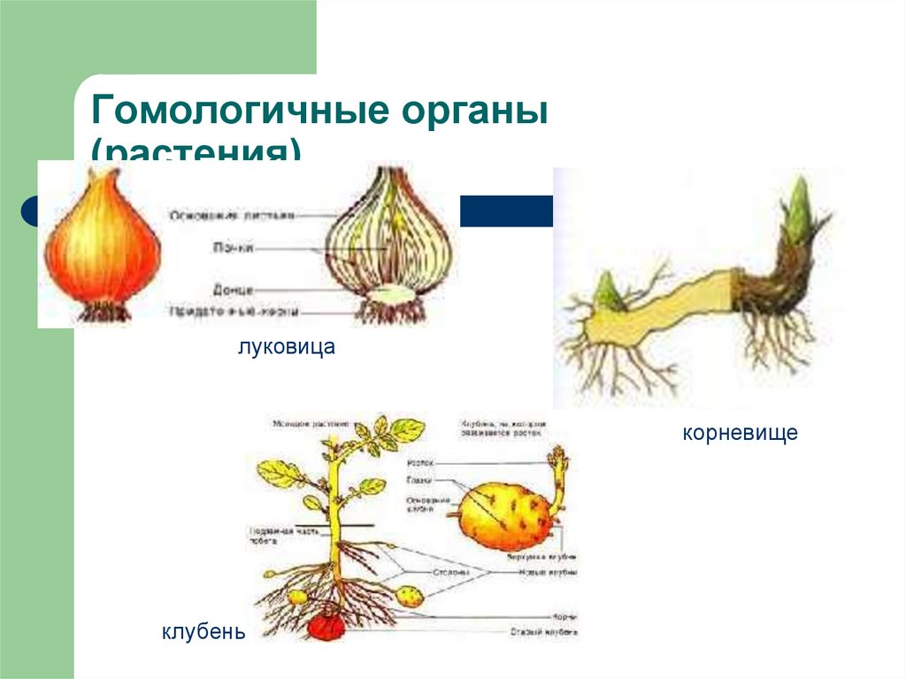 Гомологичные органы (растения)