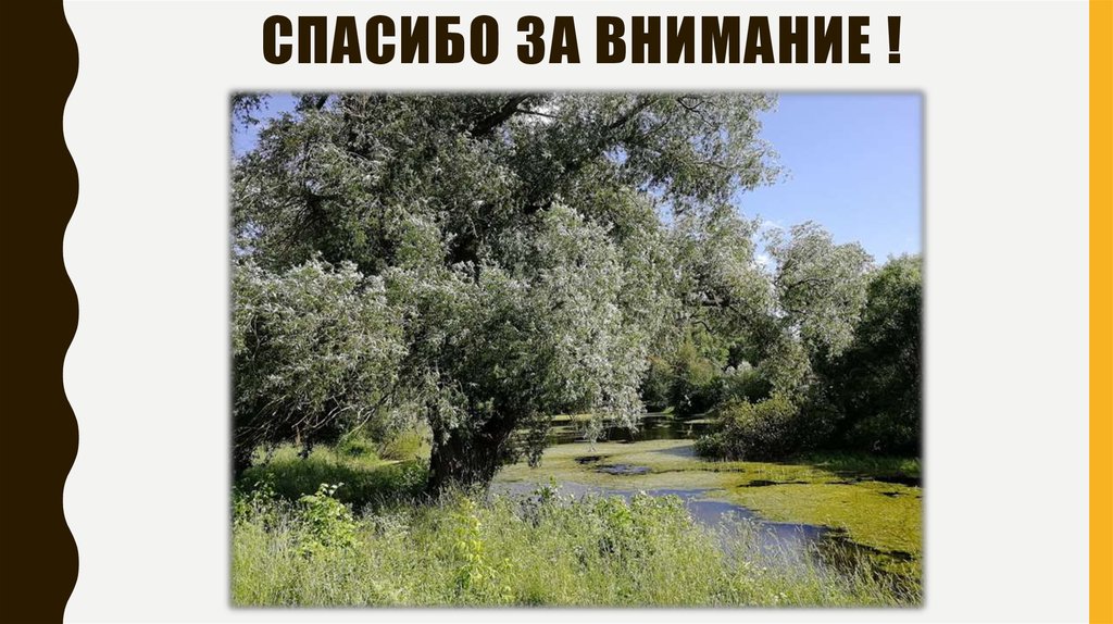 Спасибо за внимание !