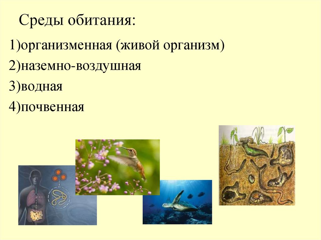 Биология 5 класс таблица организменная среда обитания