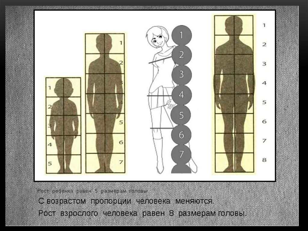 8 частей человека. Пропорции человека для рисования. Фигура человека по пропорциям. Пропорции тела человека рисунок. Пропорции человека схема.