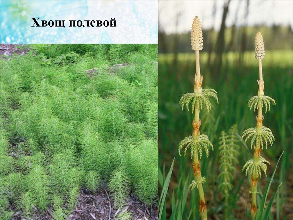 Растение хвощ полевой фото и описание
