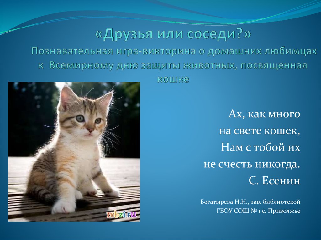 Есенин много кошек ах как на свете. Презентация день кошек для детей.