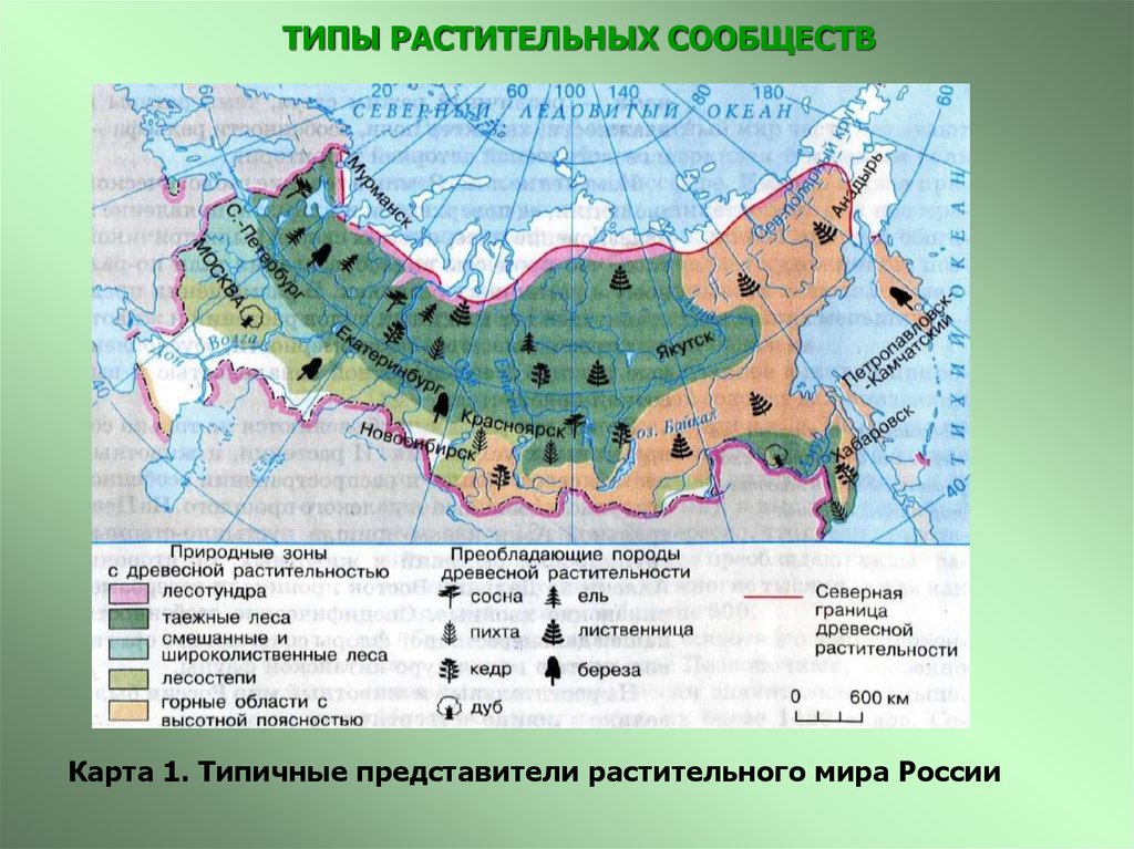 Презентация типы растительности