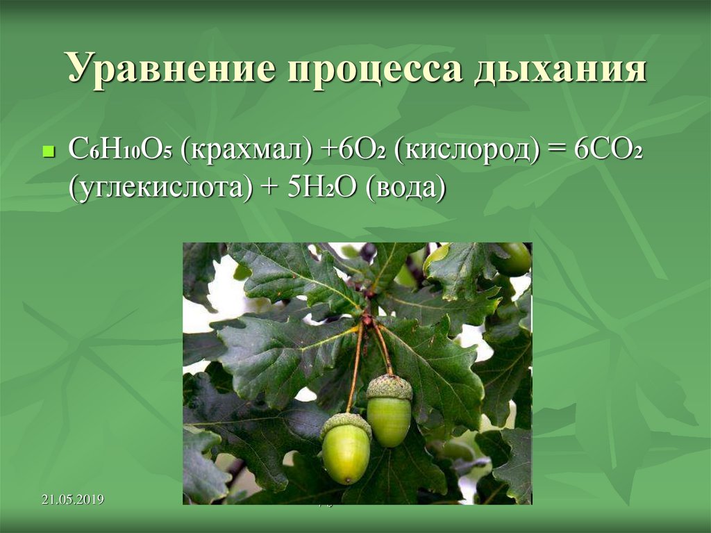 Дыхание растений самостоятельная работа 6 класс