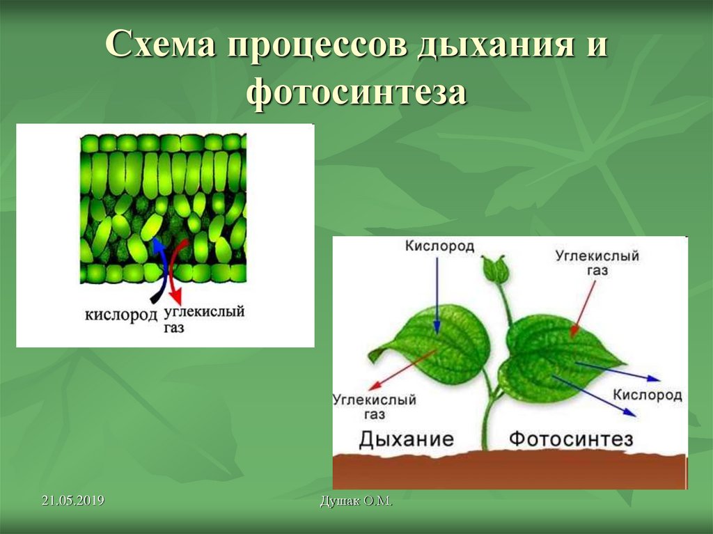 Видеоурок дыхание растений биология 6