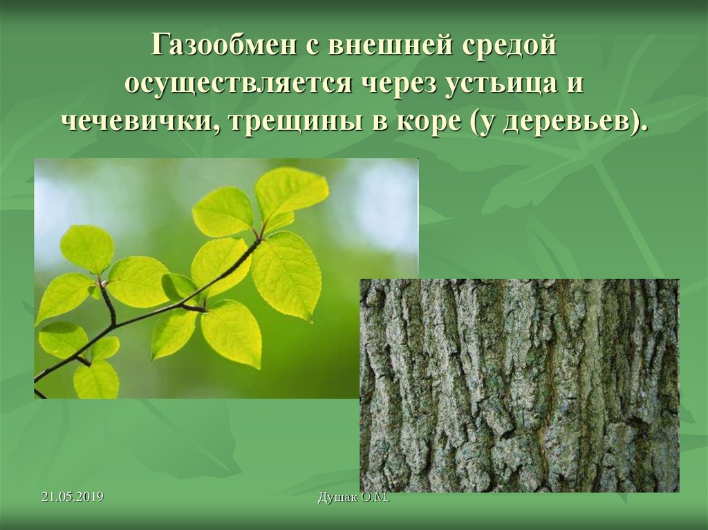 Дыхание растений 6 класс биология тест ответы