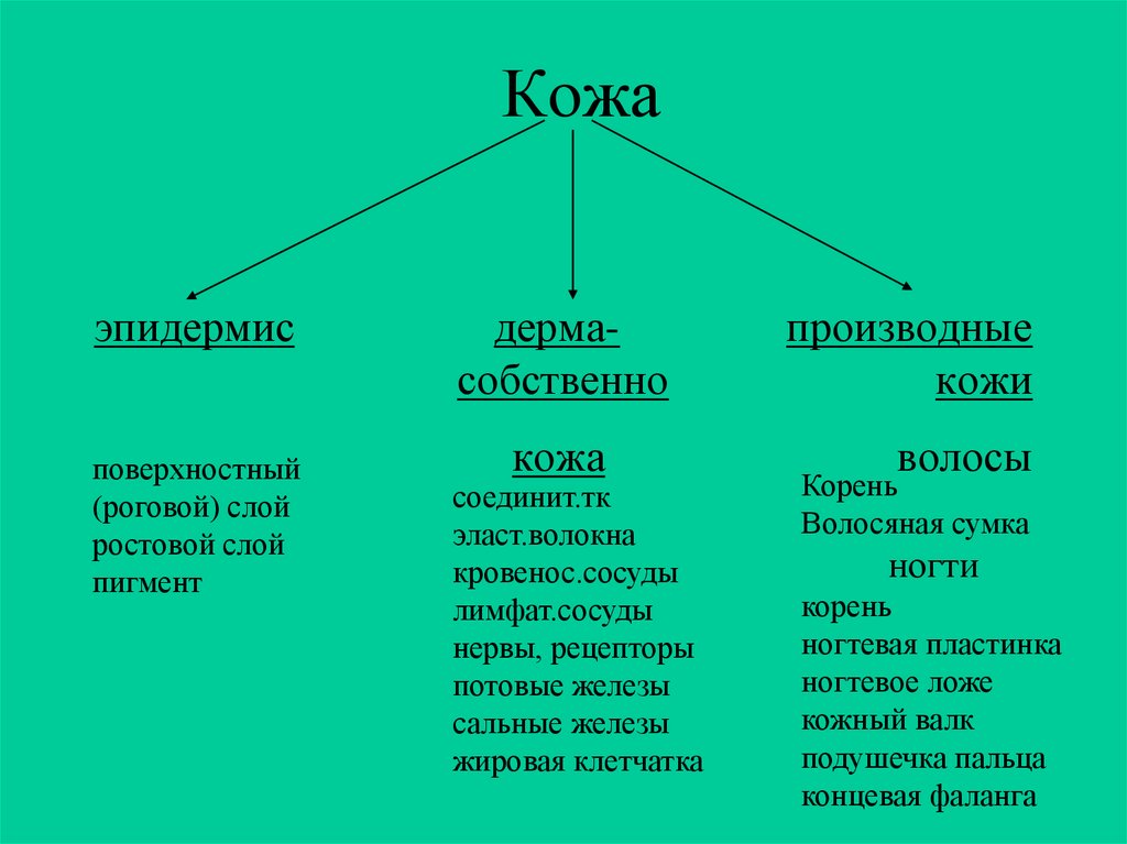 Строение и функции кожи презентация