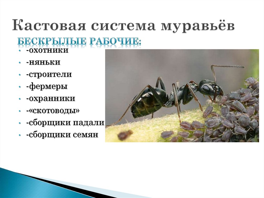 Какой тип развития характерен для муравья. Касты муравьёв схема. Кастовая система муравьев. Муравьи иерархия.